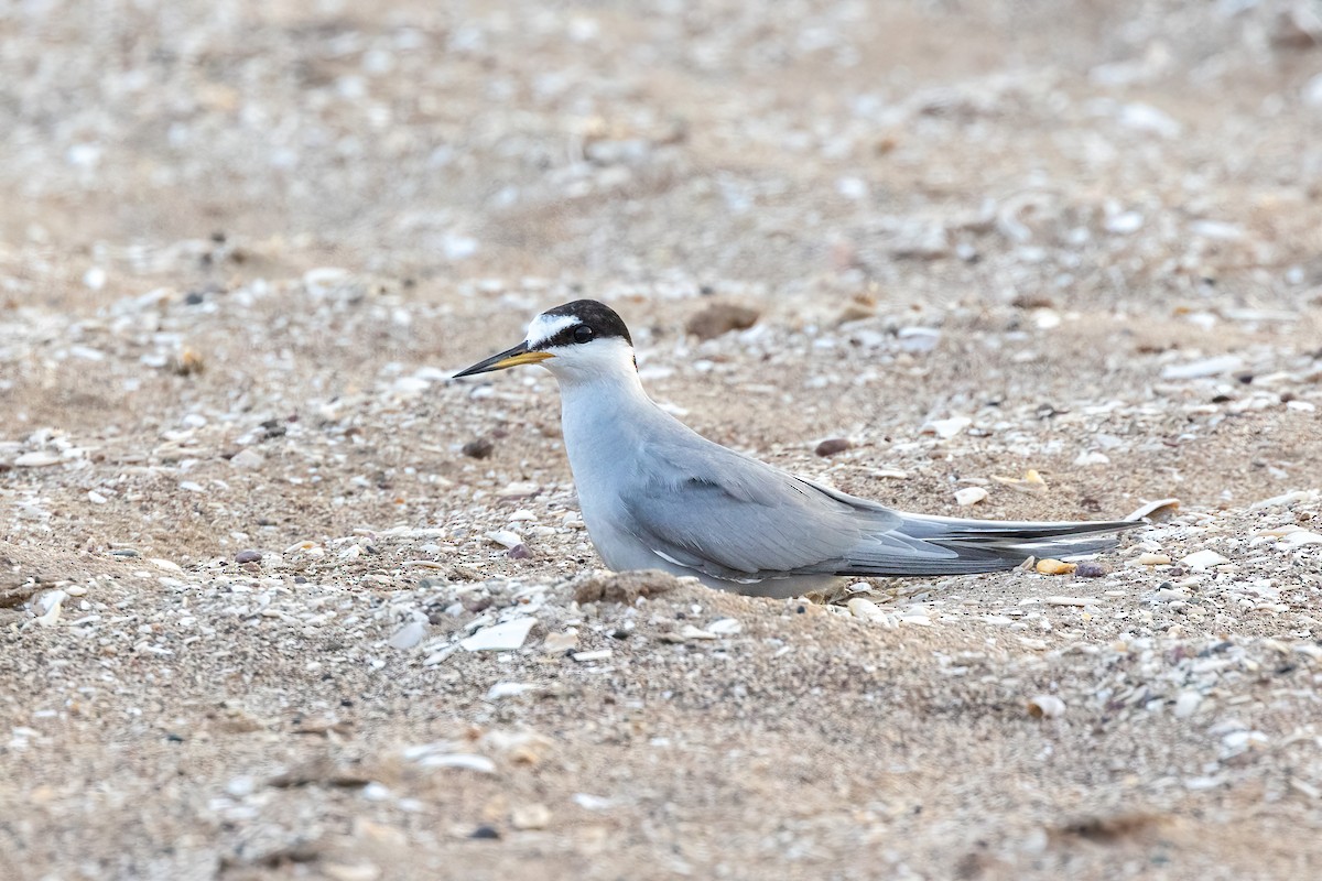 Peruvian Tern - Thibaud Aronson