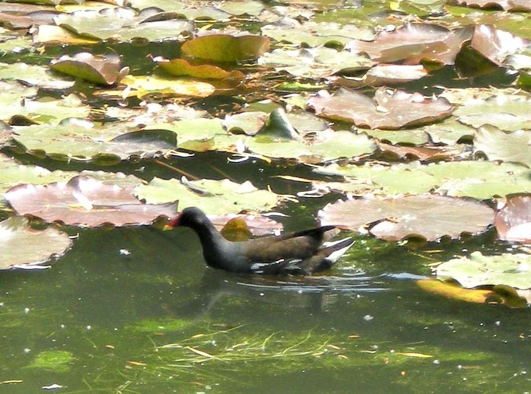 Gallinule poule-d'eau - ML615565743