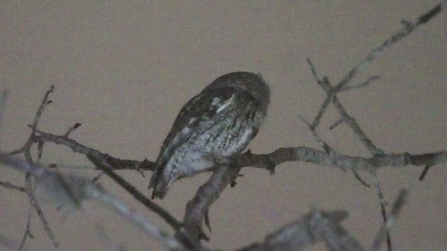 Eastern Screech-Owl - ML615565744