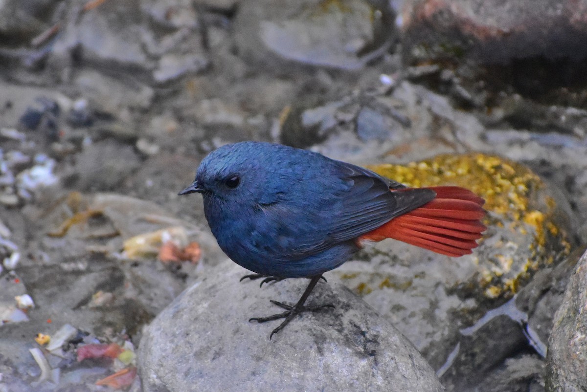 Plumbeous Redstart - ML615565756