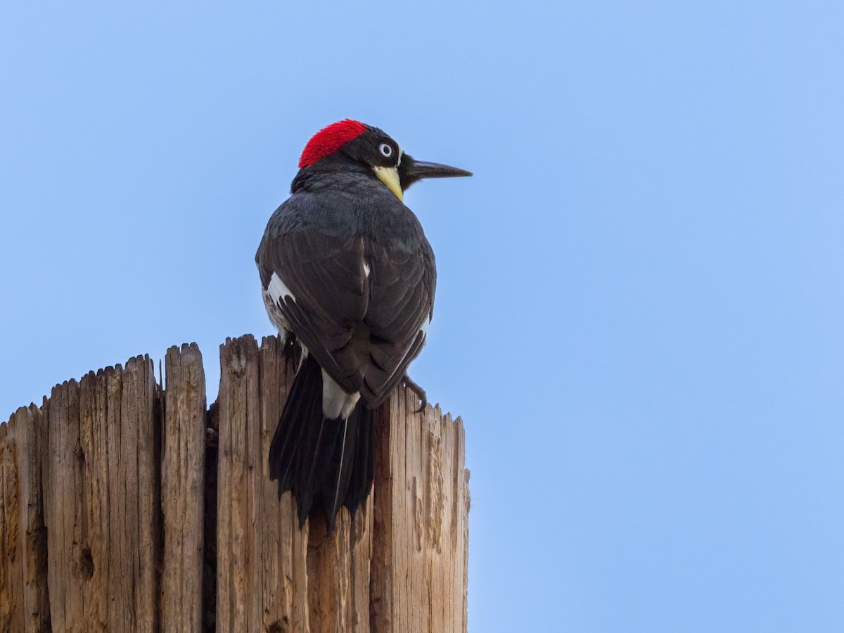 Acorn Woodpecker - ML615565801