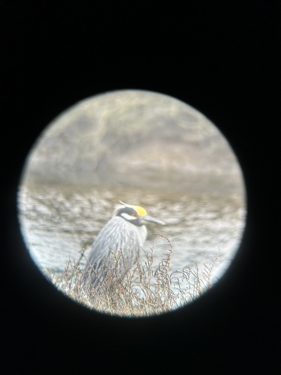 Yellow-crowned Night Heron - ML615565806