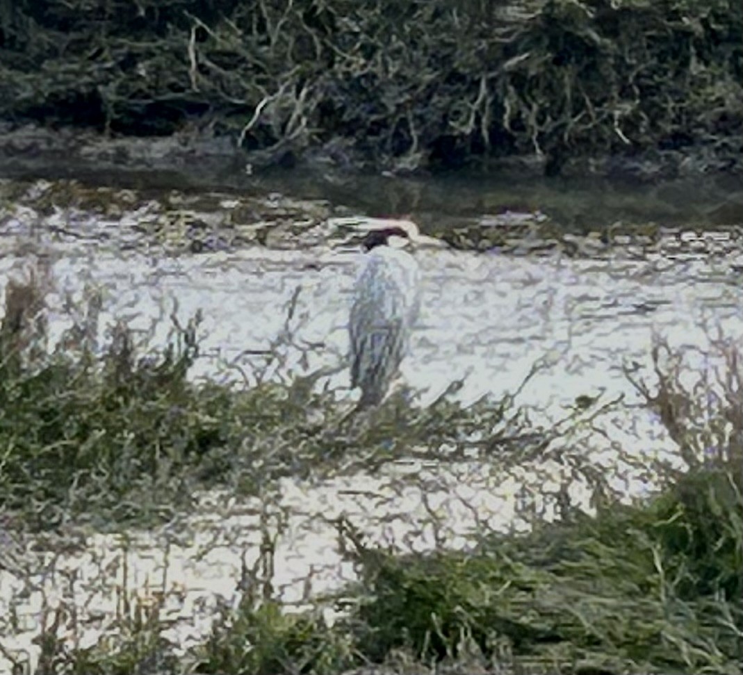 Yellow-crowned Night Heron - ML615565818