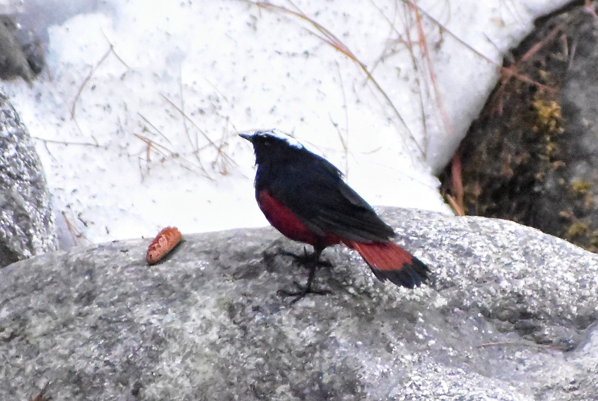 White-capped Redstart - ML615565837
