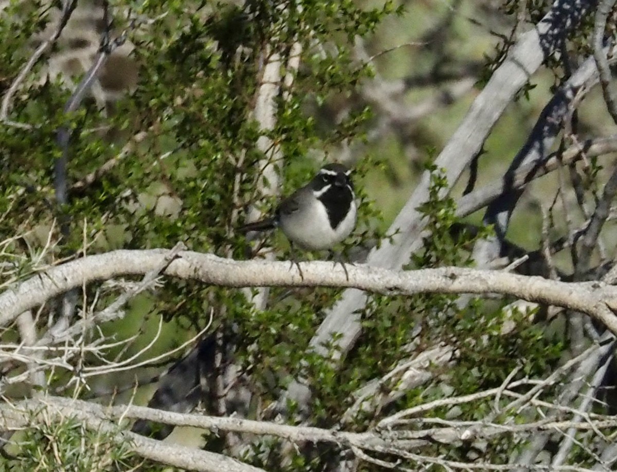 Black-throated Sparrow - ML615565875