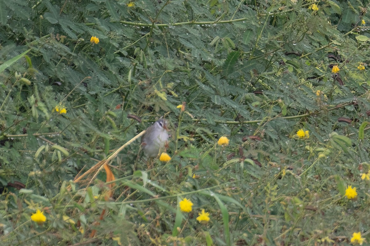 White-browed Crake - ML615565887