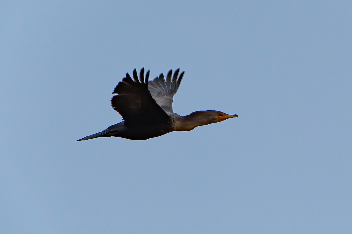 Cormoran à aigrettes - ML615565921