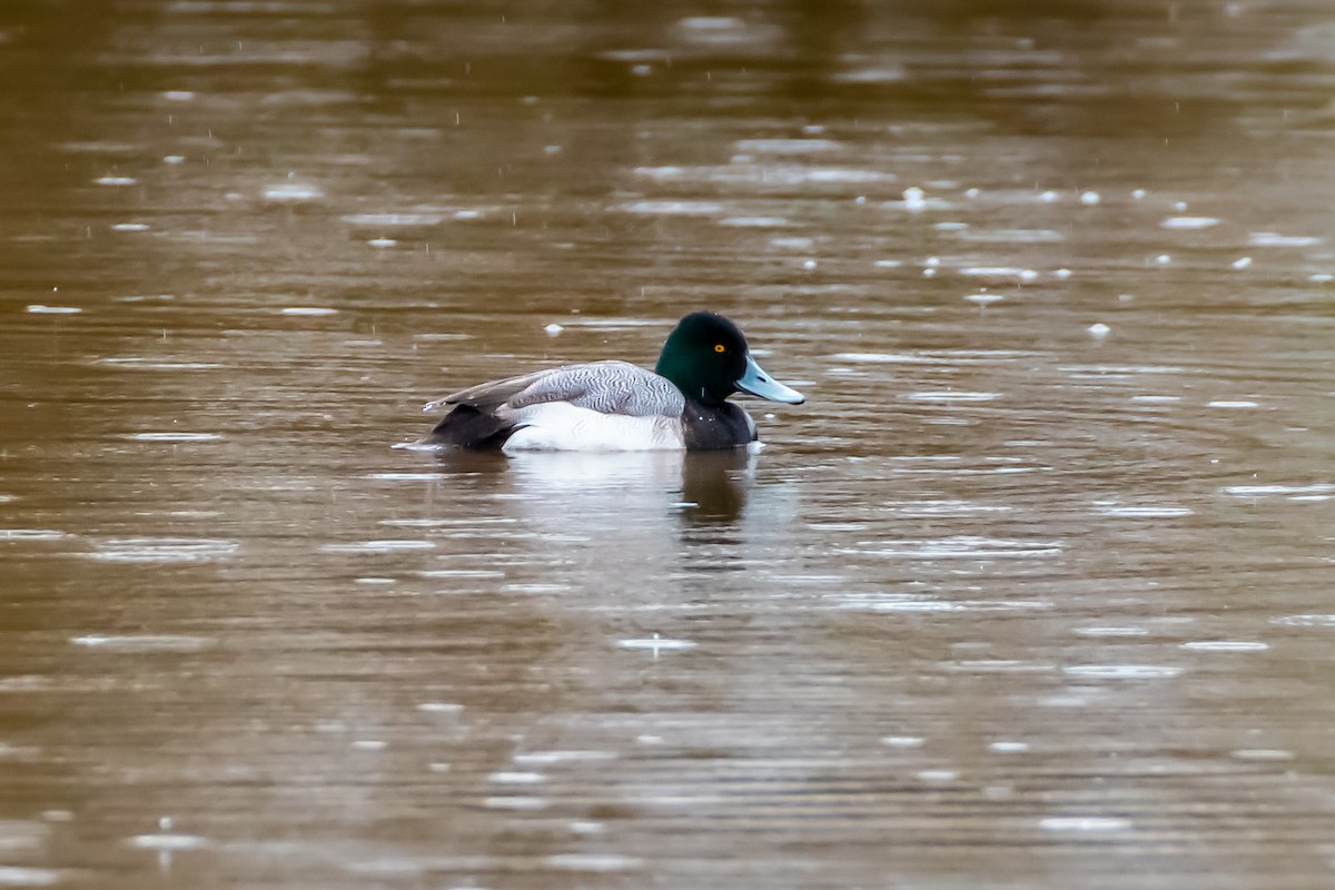 Lesser Scaup - ML615565936