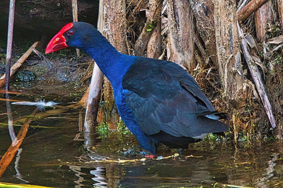 Australasian Swamphen - Alfons  Lawen