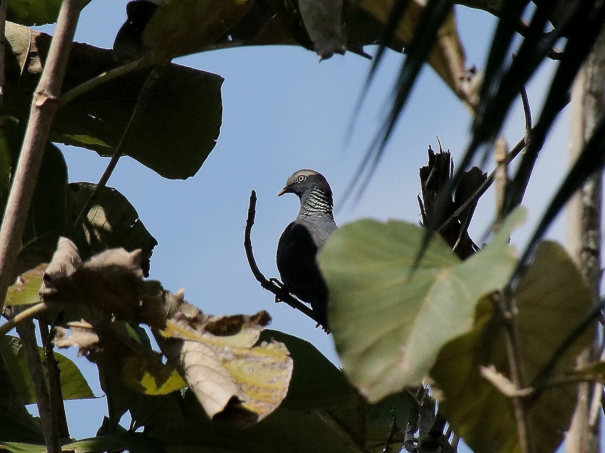 White-crowned Pigeon - ML615565975