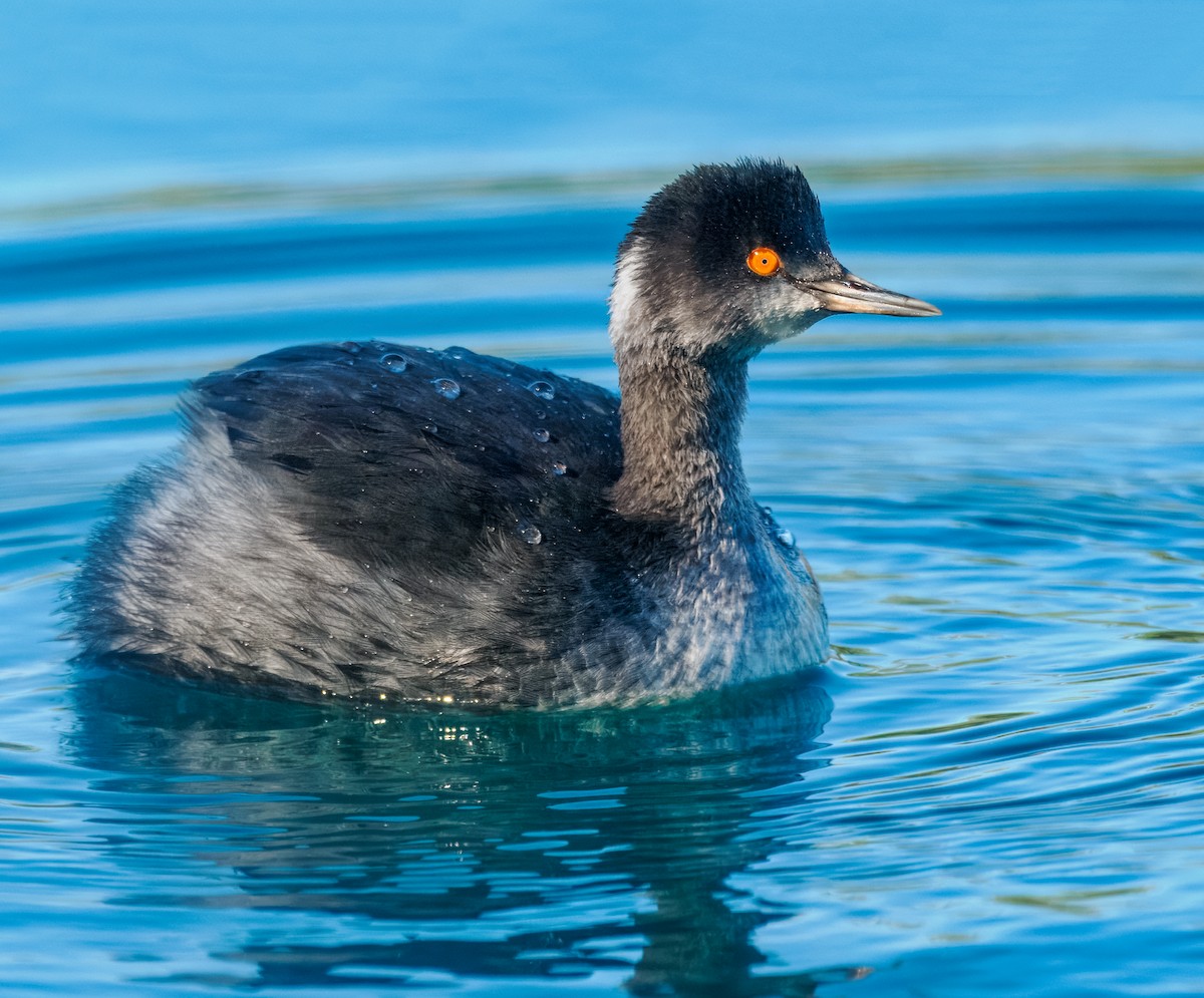 Eared Grebe - Steven Meisel