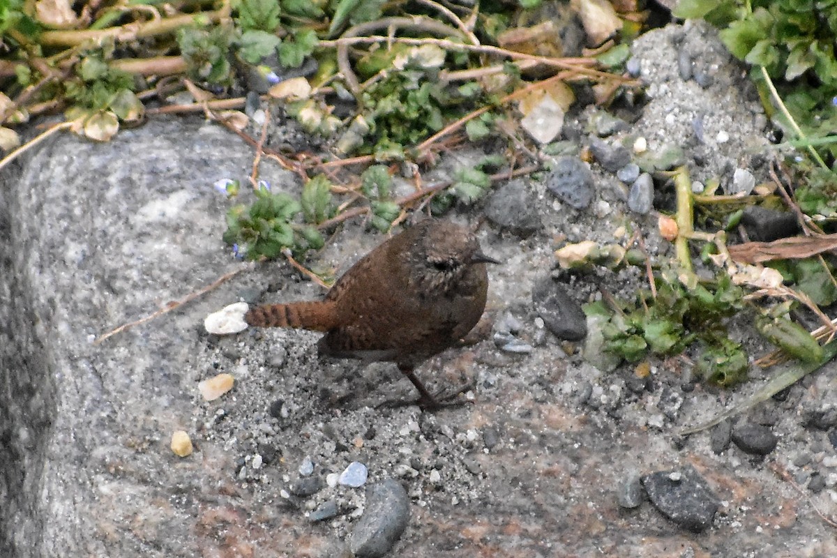Eurasian Wren - ML615566006