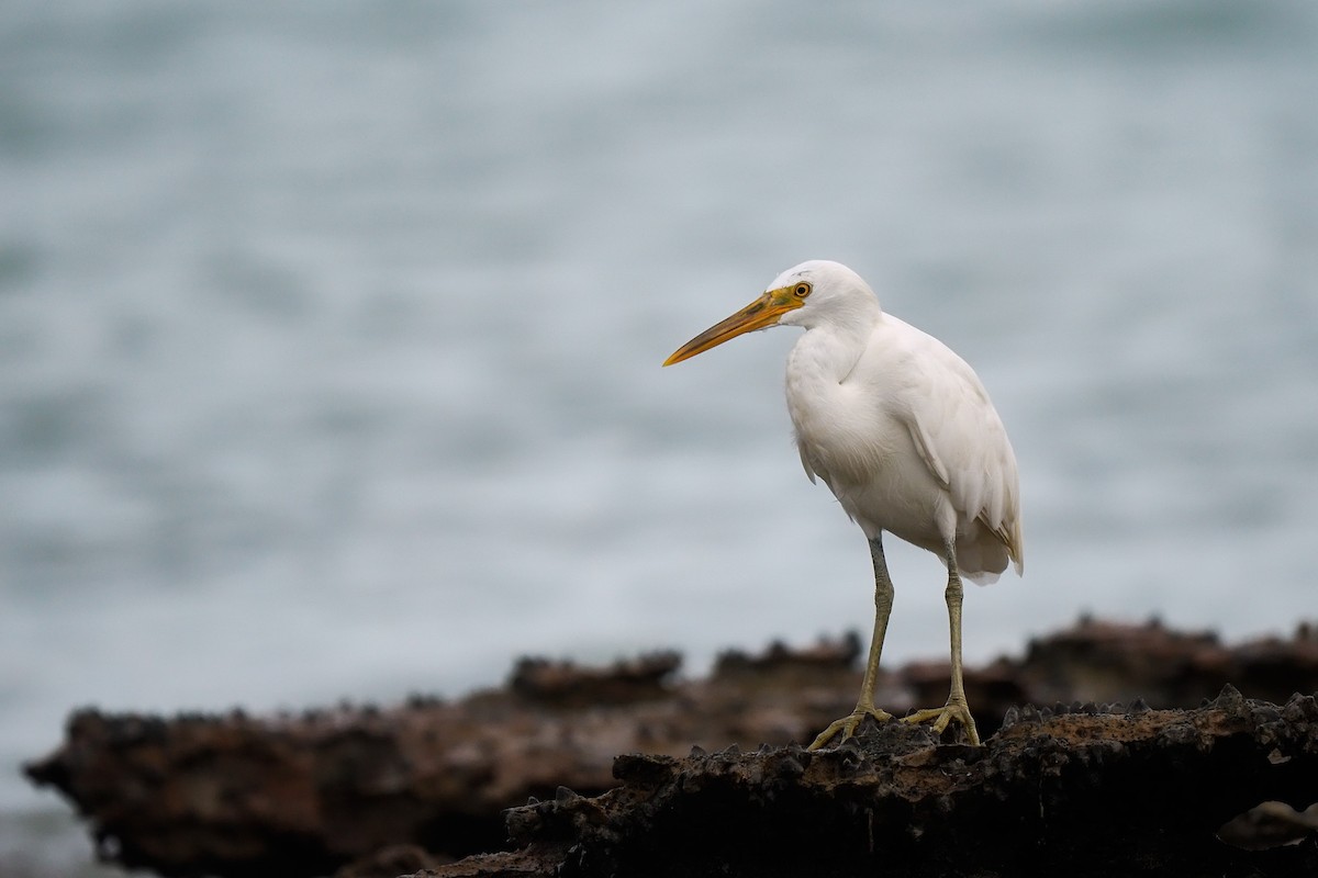 Pacific Reef-Heron - ML615566013