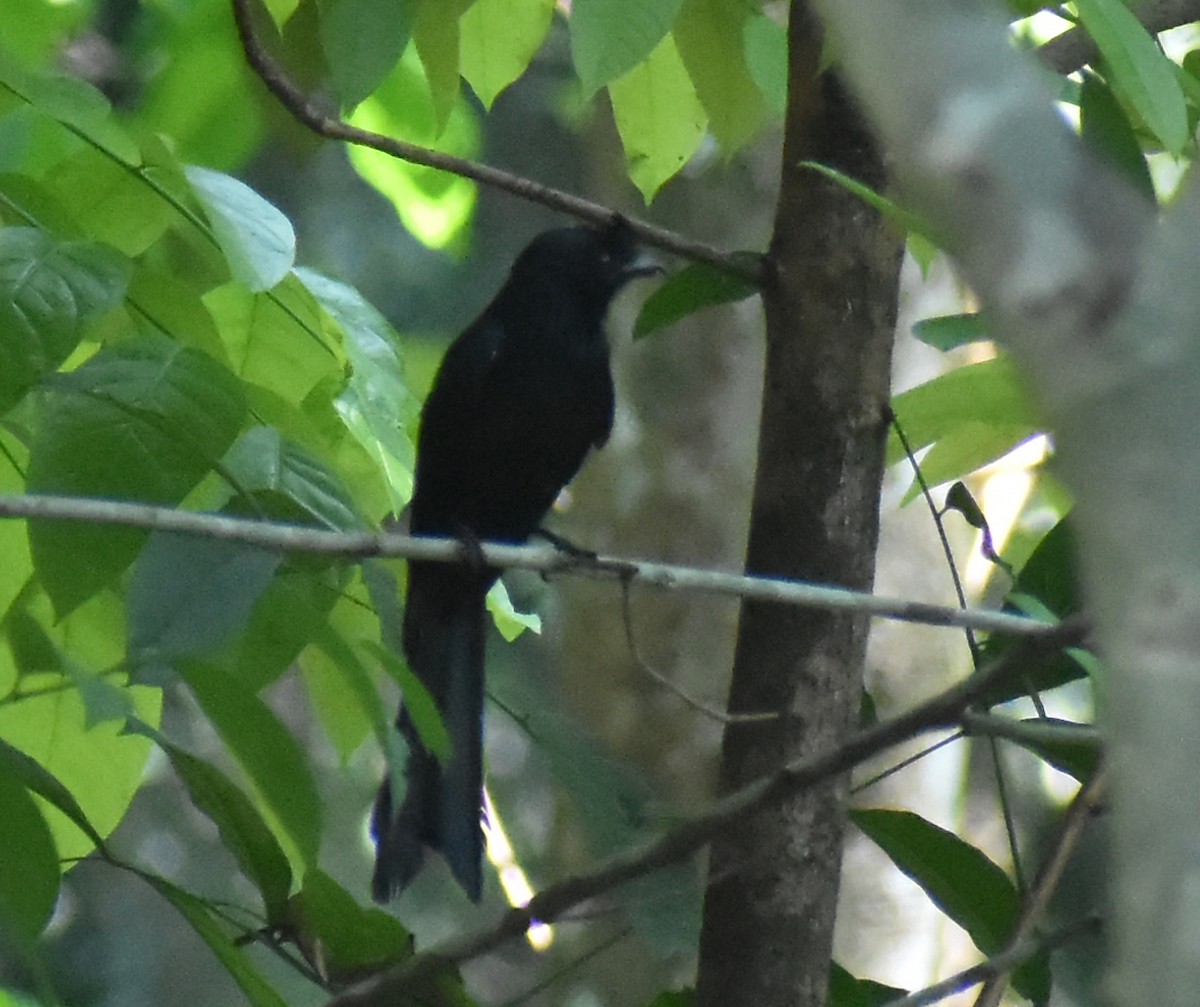 Greater Racket-tailed Drongo - Kausthubh K Nair