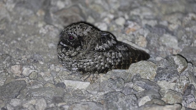 Common Poorwill - ML615566128