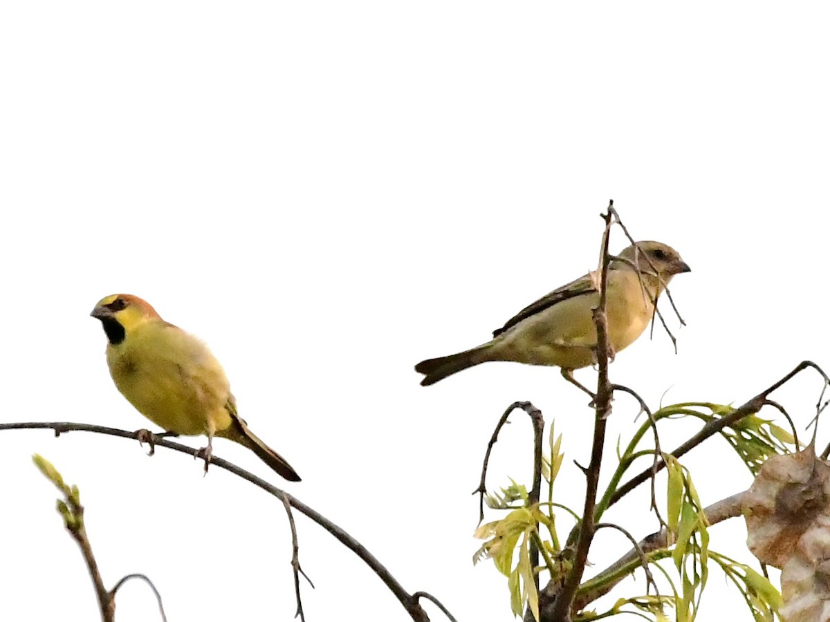 Plain-backed Sparrow - Wai Muan Sum