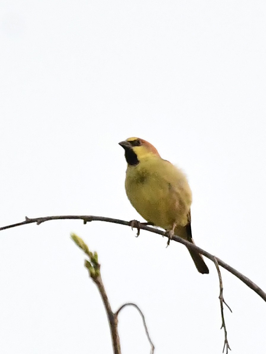 Plain-backed Sparrow - ML615566190