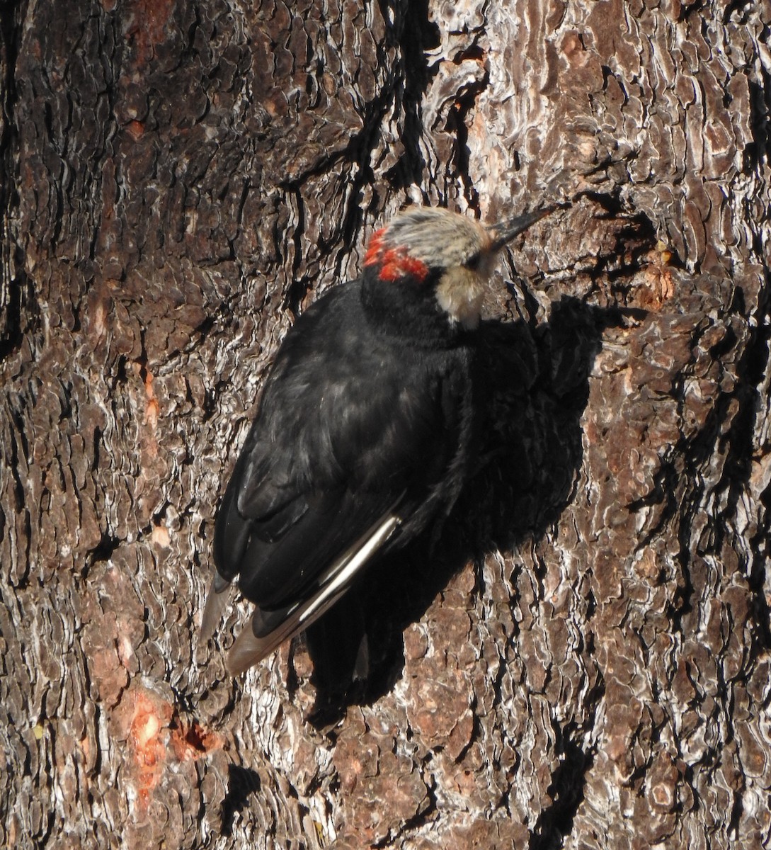 White-headed Woodpecker - ML615566212