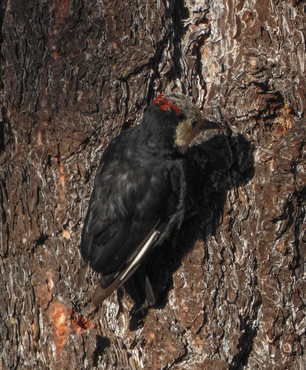 White-headed Woodpecker - ML615566214