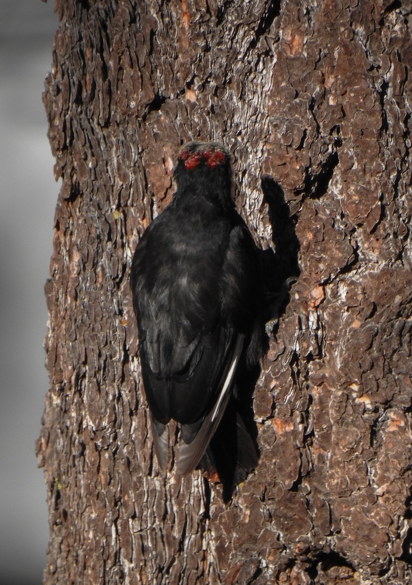 White-headed Woodpecker - ML615566216