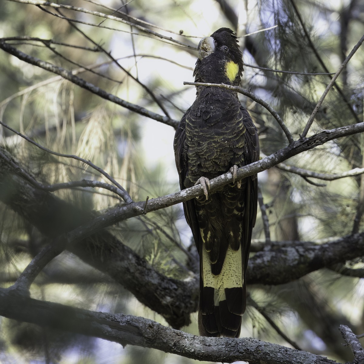 Cacatúa Fúnebre Coliamarilla - ML615566229