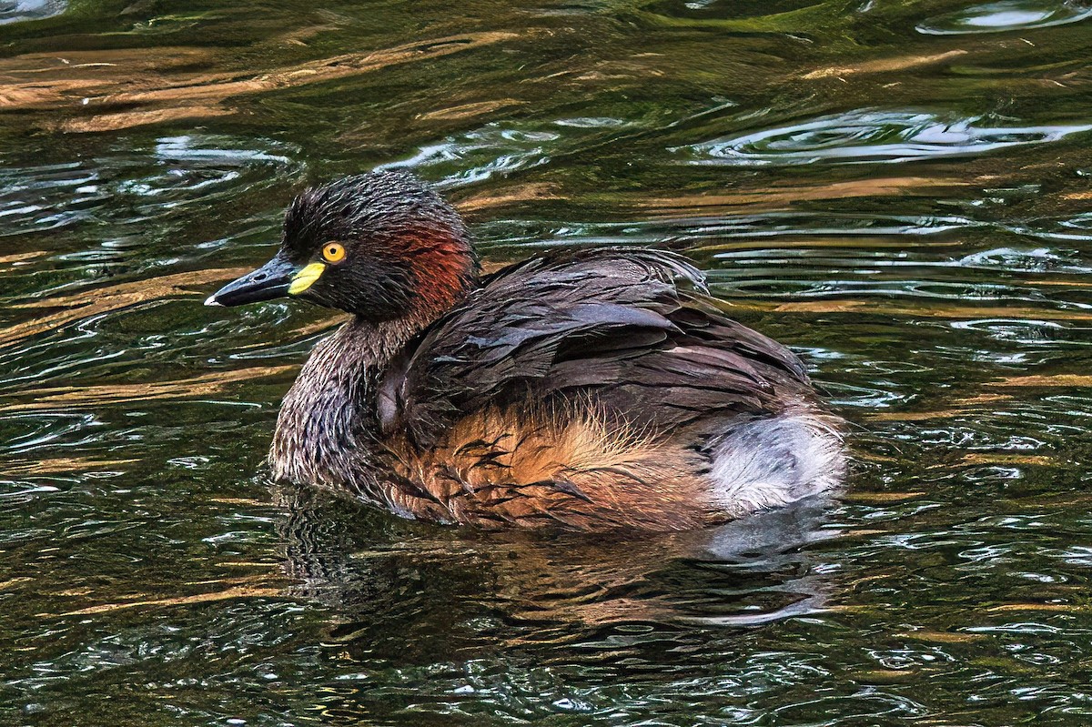 Australasian Grebe - Alfons  Lawen