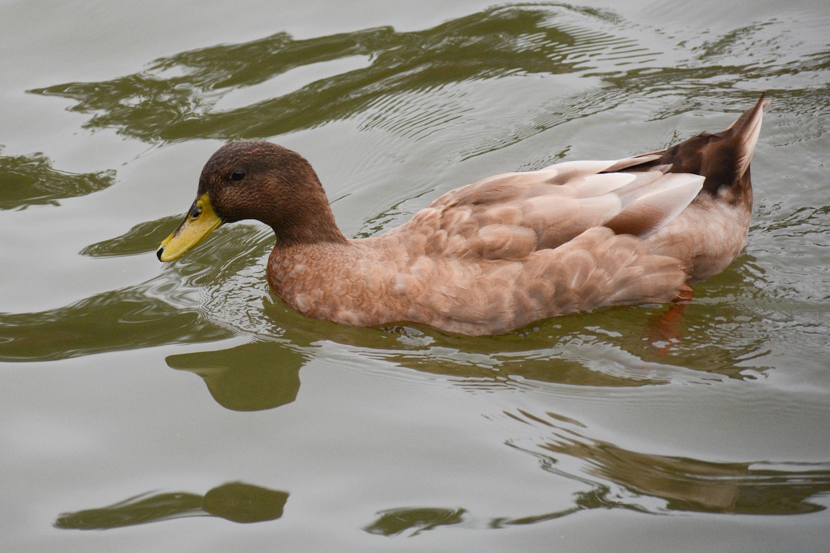 Mallard (Domestic type) - ML615566249