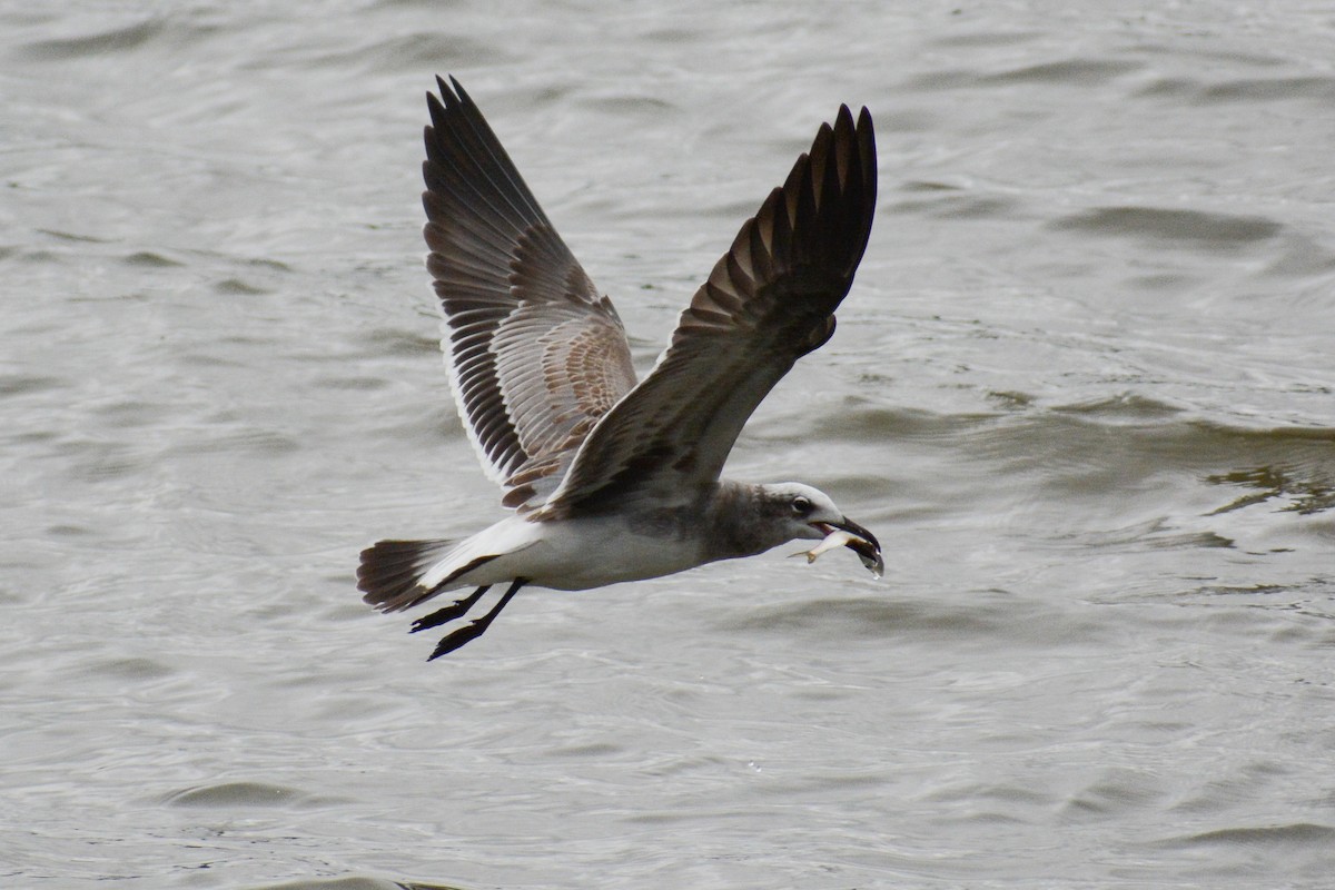 Laughing Gull - ML615566252