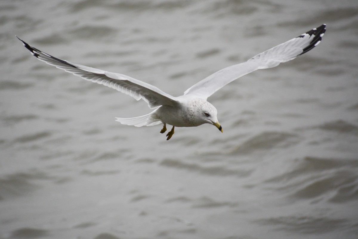 Ring-billed Gull - ML615566255