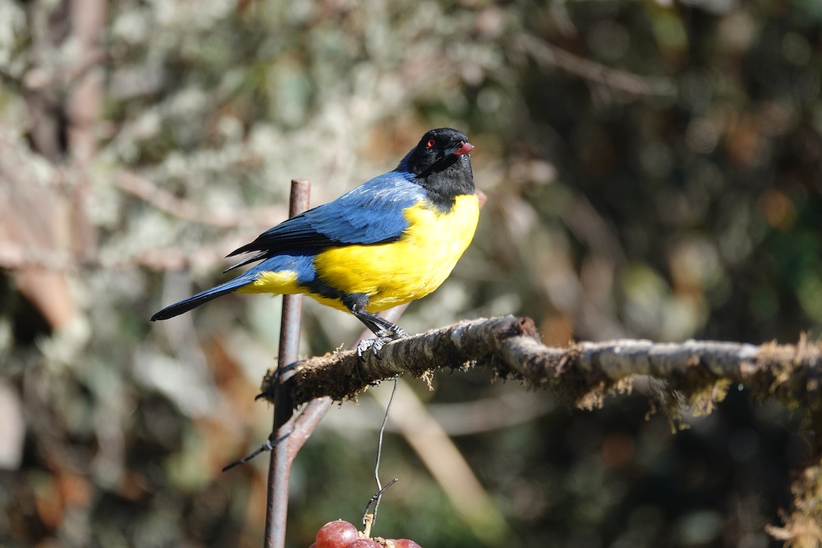Hooded Mountain Tanager - ML615566259