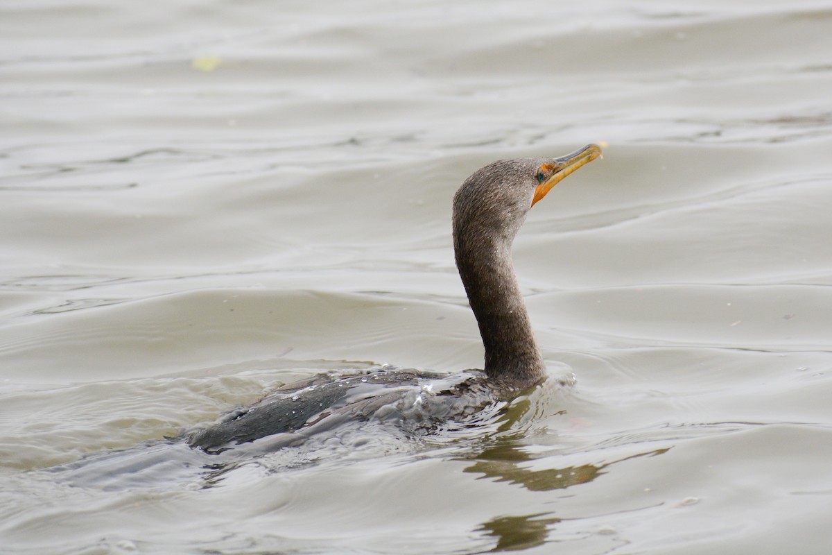 Double-crested Cormorant - ML615566261