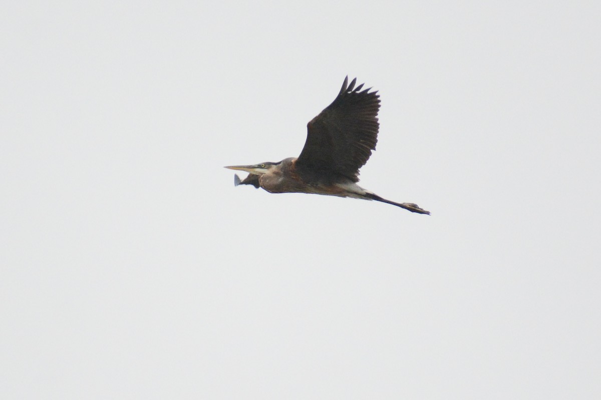 Great Blue Heron (Great Blue) - David Jeffrey Ringer