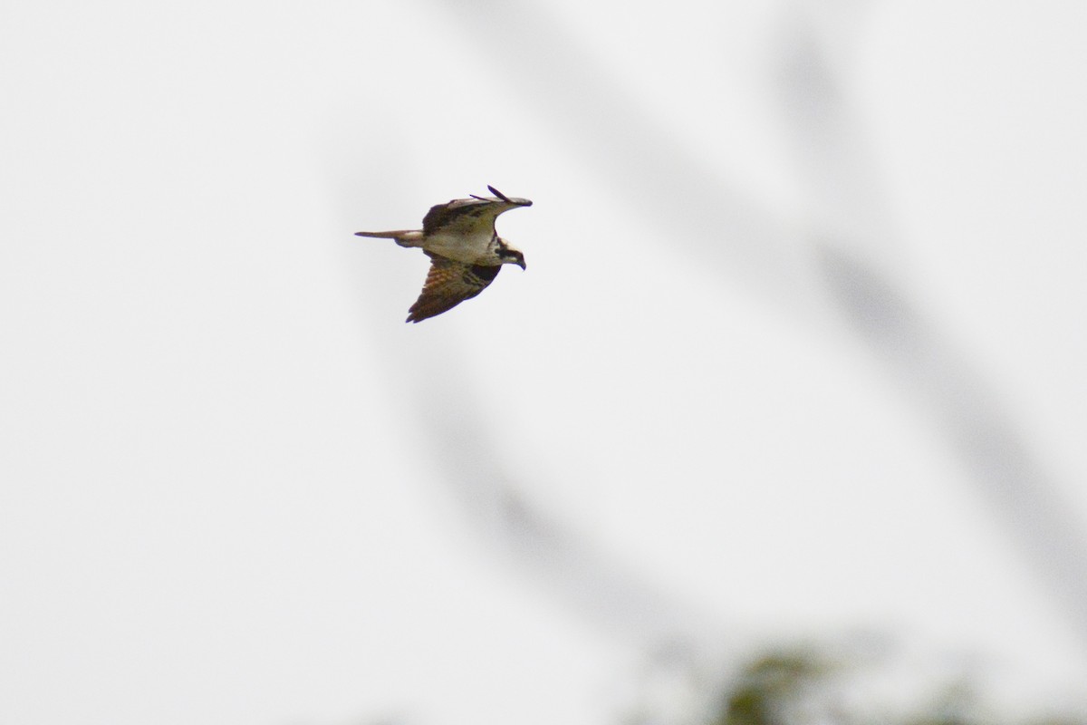 Osprey (carolinensis) - ML615566267