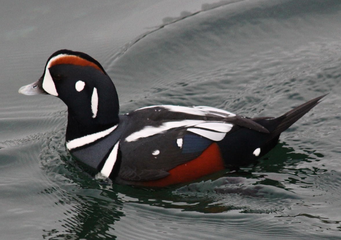 Harlequin Duck - ML615566285