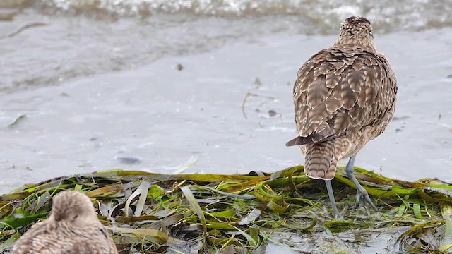 Regenbrachvogel (hudsonicus) - ML615566311