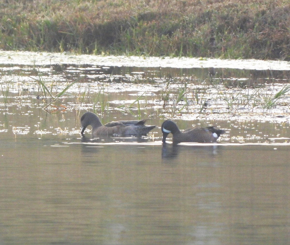 Blue-winged Teal - ML615566339