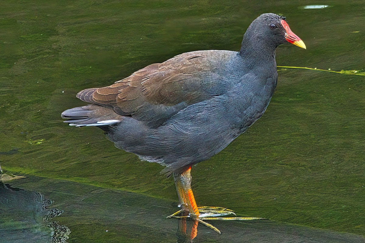 Dusky Moorhen - Alfons  Lawen