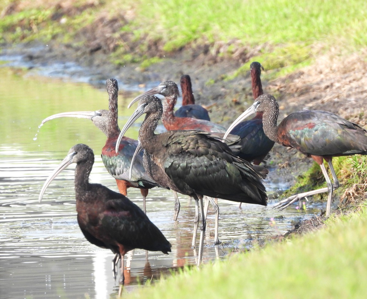 Glossy Ibis - ML615566378