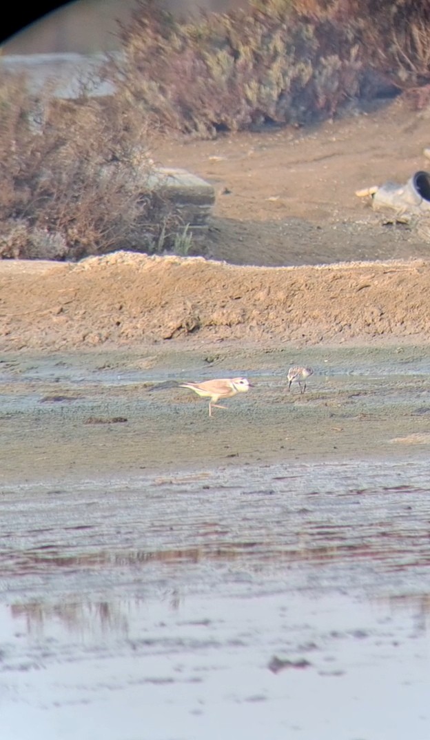 White-faced Plover - Vatcharavee Sriprasertsil