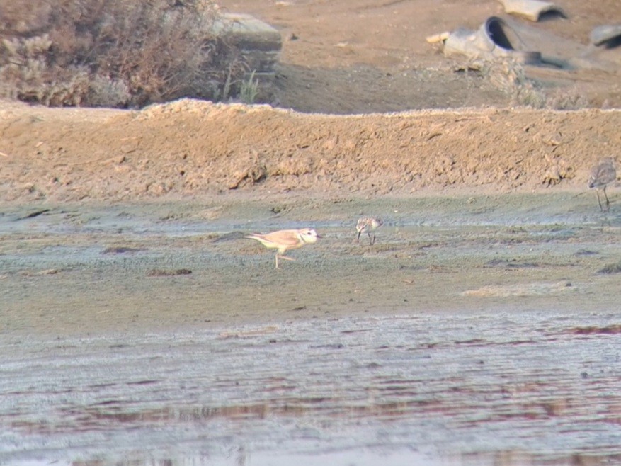 White-faced Plover - ML615566388