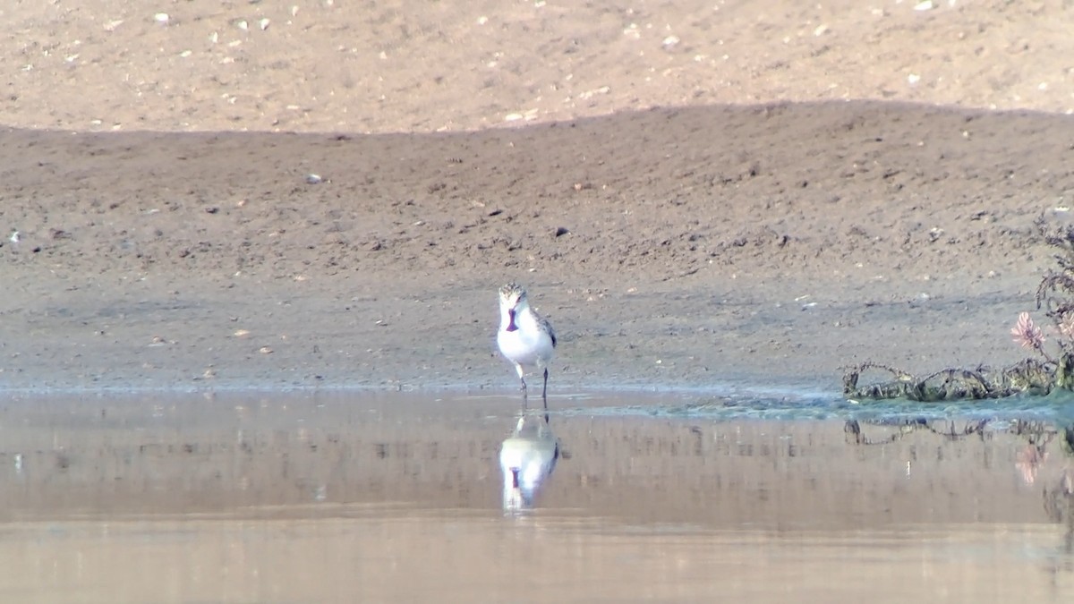 Spoon-billed Sandpiper - Vatcharavee Sriprasertsil