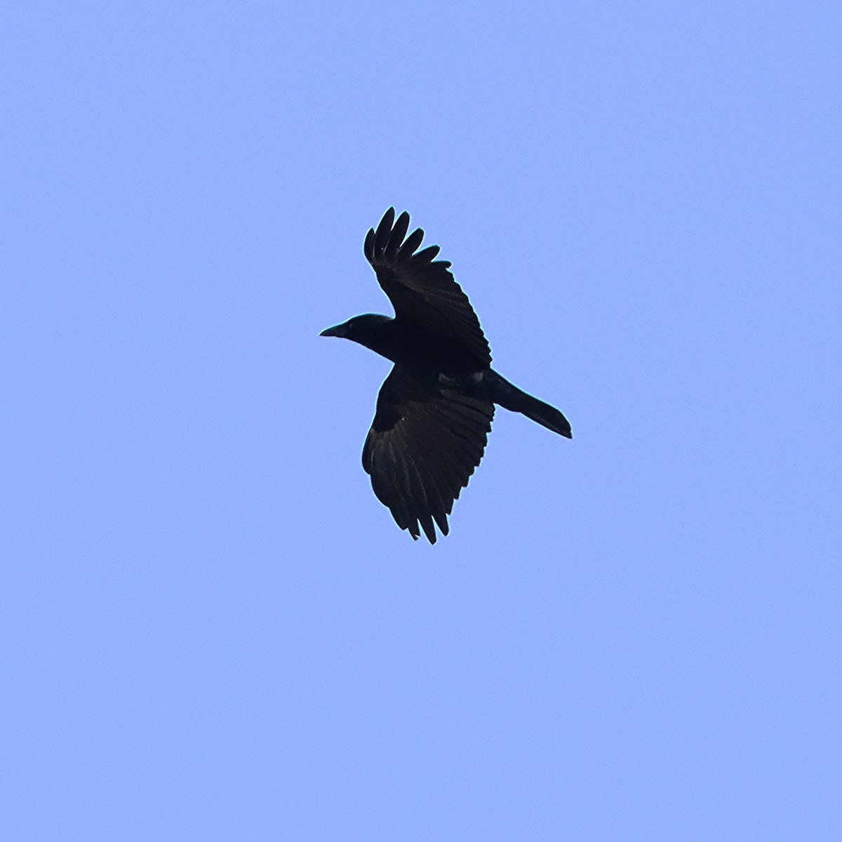 American Crow - ML615566428