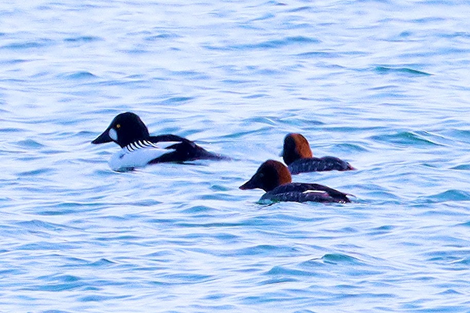 Common Goldeneye - ML615566439