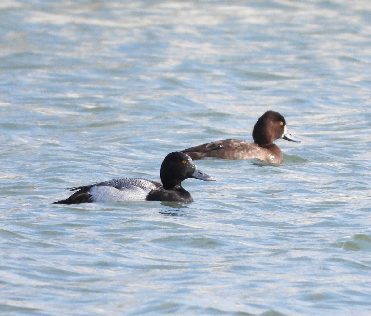 Greater/Lesser Scaup - John Cima