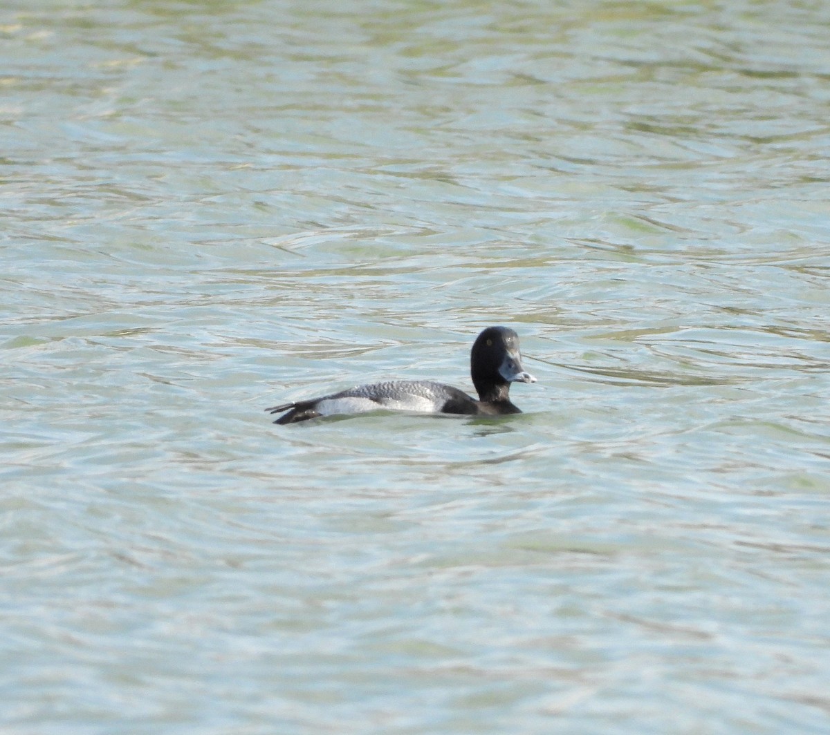 Greater/Lesser Scaup - ML615566474