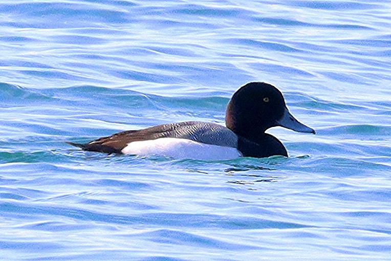 Greater Scaup - ML615566550