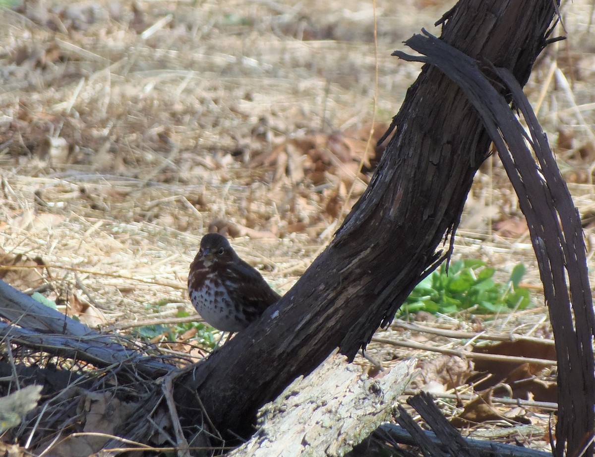 Fox Sparrow - ML615566567