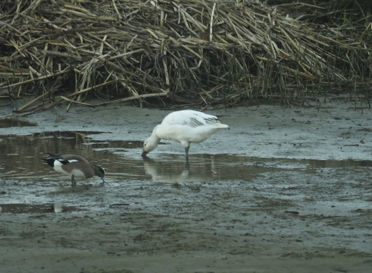 Snow Goose - ML615566593
