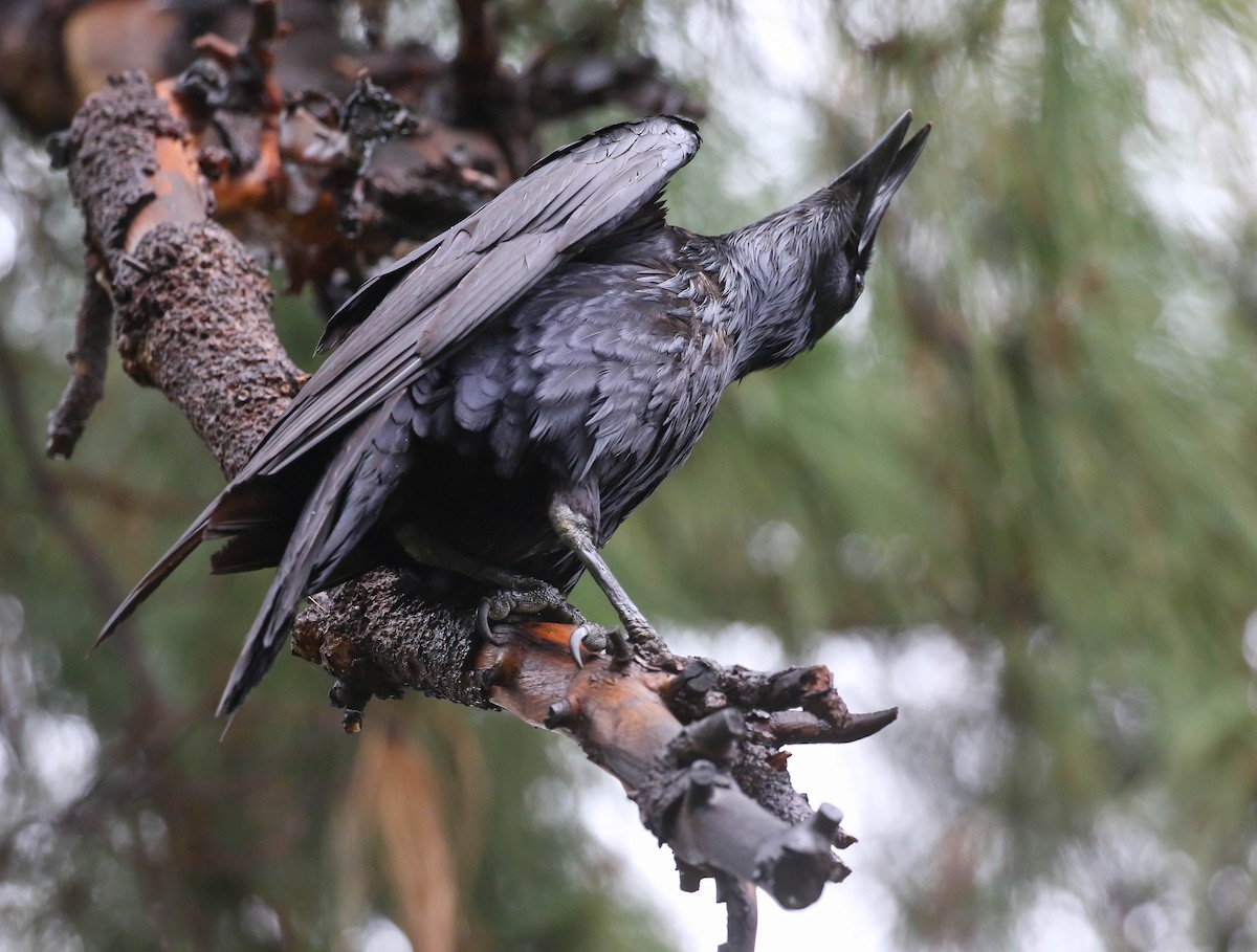 Common Raven - ML615566597