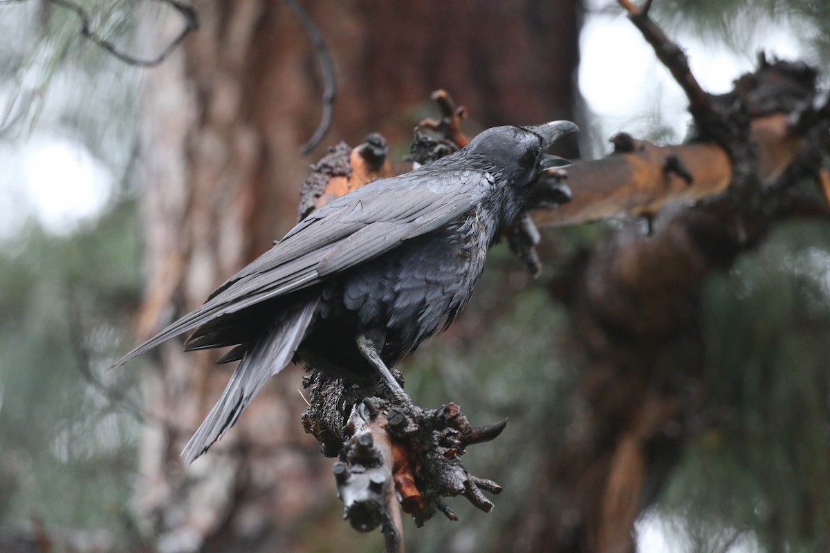 Common Raven - ML615566598